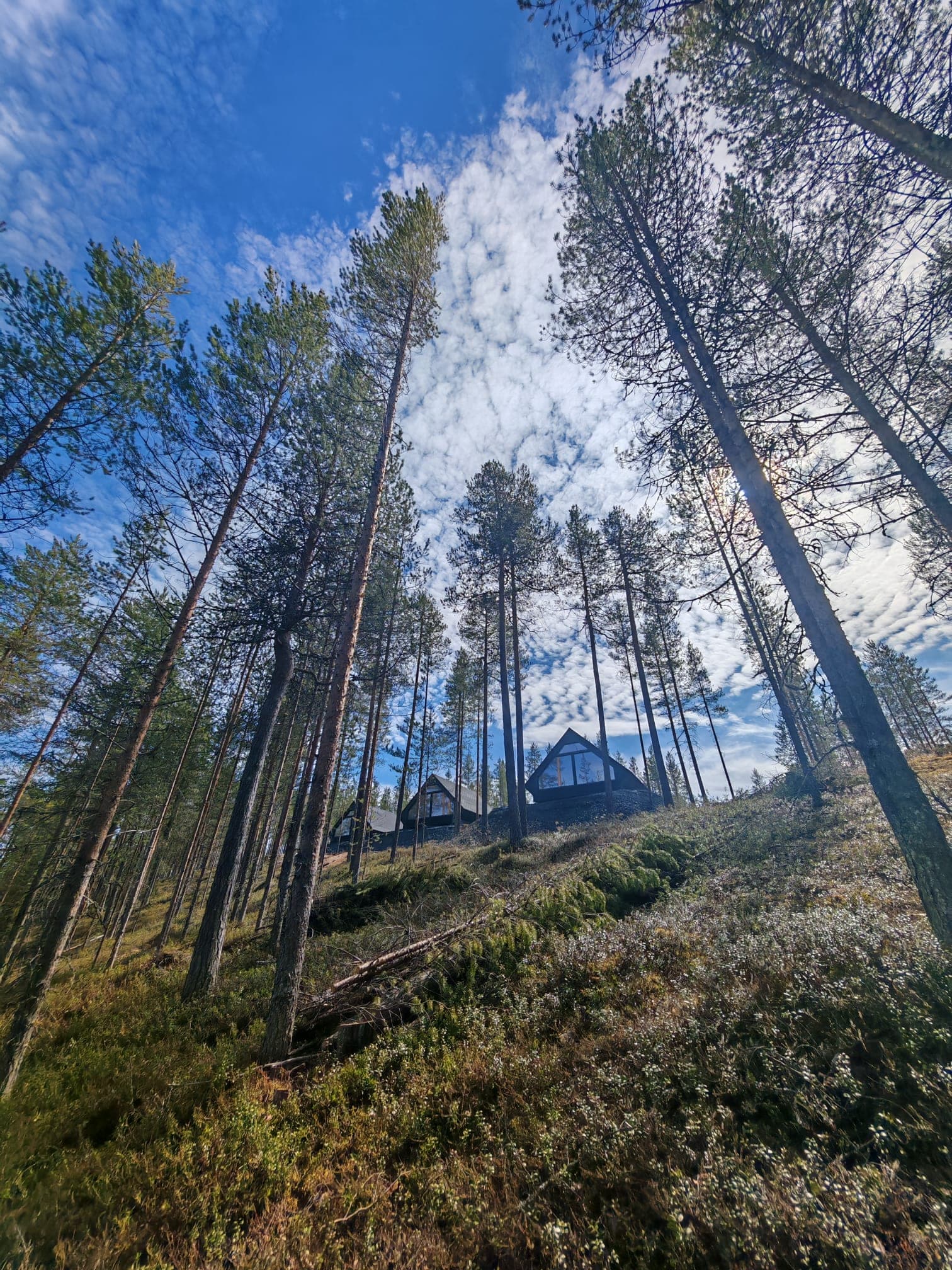 Hera Resortin mökit mäntymetsän takaa nähtynä